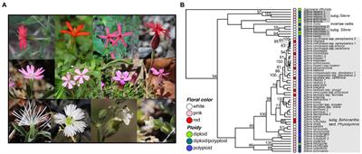Convergence without divergence in North American red-flowering Silene